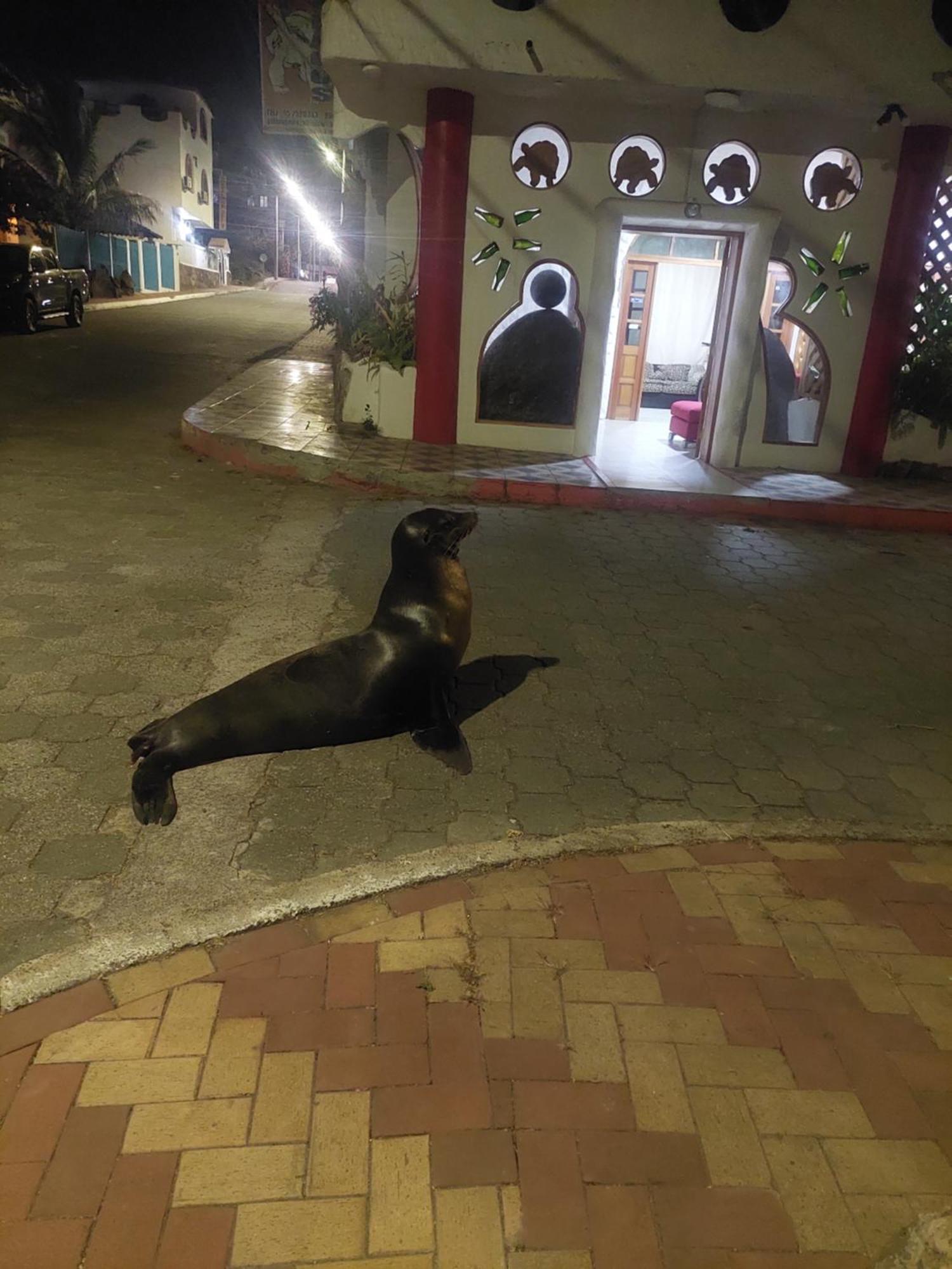 Royal Galapagos Inn プエルト・バケリソ・モレノ エクステリア 写真